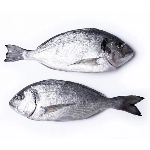 livraison daurade دوراد عيار متوسط courses en ligne supermarché vente en ligne poisson produits alimentaires poissons Gabes Tunisie