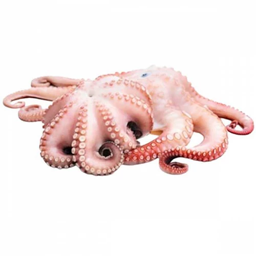 livraison Poulpe Karnit قرنيط Courses en ligne Gabes Tunisie supermarché en ligne Gabes vente en ligne poisson Gabes livraison à domicile poisson Gabes